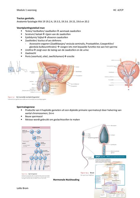 Module 1 HC Anatomie Fysiologie Tractus Genitalis Anatomie