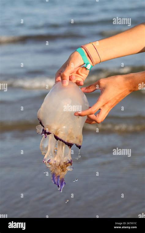 Hand Holding Jellyfish With Stinging Tentacles On The Seashore In