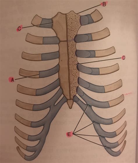 Bony Thorax Chapter 10 Diagram Quizlet