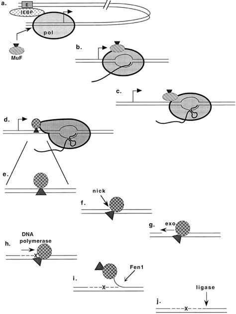 Model Of Somatic Hypermutation Of Ig Genes Muf Mutator Factor E Ig