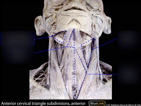 Anterior Triangle of Neck Diagram | Quizlet