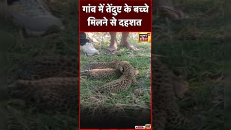 मध्य प्रदेश के गांव में मिले तेंदुए के तीन शावक Leopard Animalshorts