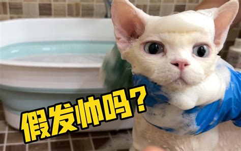 猫咪日常vlog 小德文憨憨建国 洗澡记 阿孟的养猫日记 阿孟的养猫日记 哔哩哔哩视频