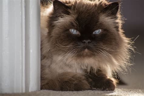 Caring For Persian & Himalayan Cat Eyes - Two Crazy Cat Ladies