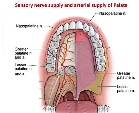 Palate Anatomy Qa