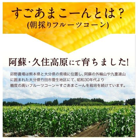 もうすぐ販売終了★500円off とうもろこし スイートコーン すごあまこーん 約27kg~36kg 9本入り 送料無料 7月中旬