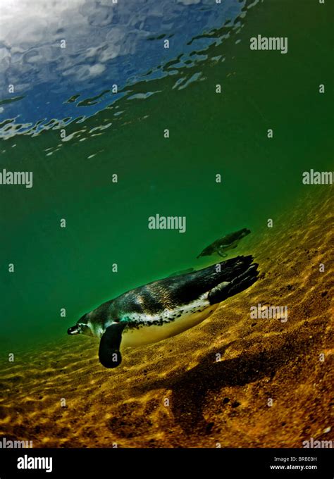 Galapagos penguins swim hi-res stock photography and images - Alamy