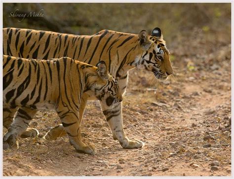 Tiger Photography In Bandhavgarh Indian National Parks