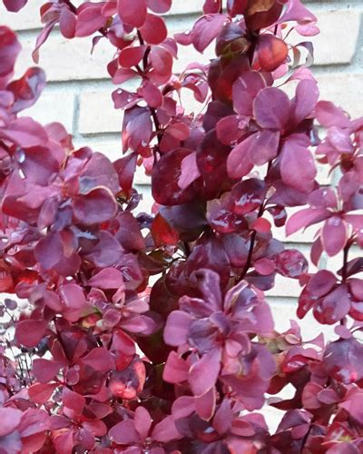 Orange Rocket Barberry By Steve Huddleston Neil Sperry S Gardens