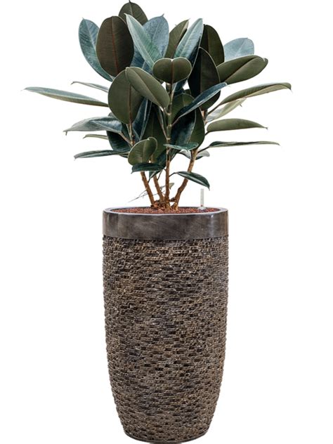 Ficus Elastica Abidjan Donica Baq Luxe Lite Universe Layer