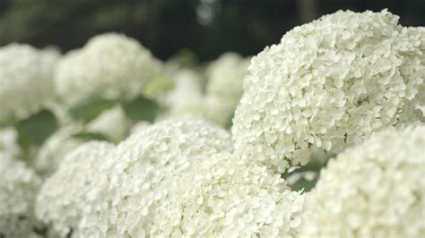 3 Solutions For Annabelle Hydrangea Not Turning White Farmer Grows