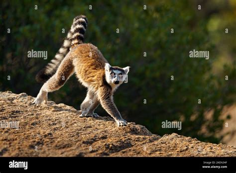 Ring Tailed Lemur Lemur Catta Large Strepsirrhine Primate With Long Black And White Ringed