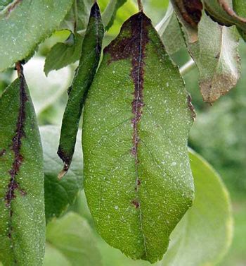 Scouting for blossom blight symptoms of fire blight in apples - Fruit ...