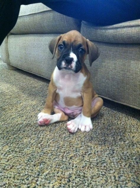 A Friends New Boxer Pup Cute Boxer Puppies Boxer Puppies Boxer Dogs