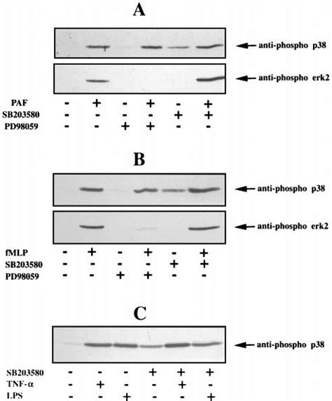 Effects Of Sb And Pd On Paf Fmlp Tnf And