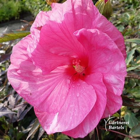 Staudenhibiskus Kui Nuku Stauden Hibiskus Neuheiten Shop