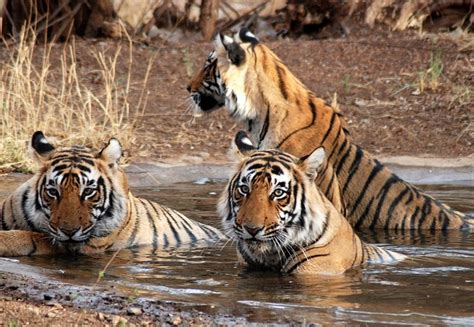 7 Best Wildlife Sanctuaries near Indore