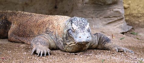 Komodo Dragon IMG 5976 Komodo Dragon Varanus Komodoensis Flickr