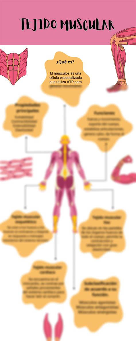 Solution Infografia Tejido Muscular Studypool