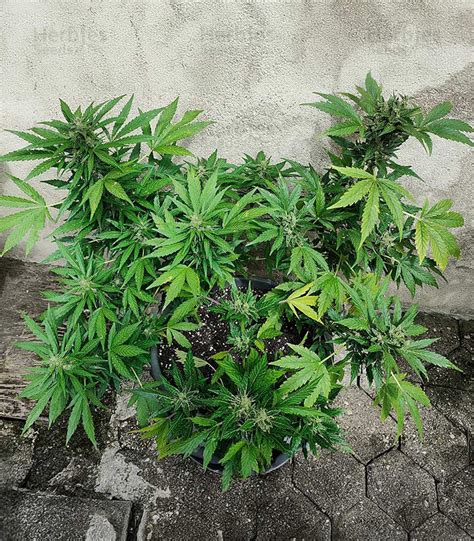 Buy Auto Gelato Feminized Seeds By Female Seeds Herbies Seeds