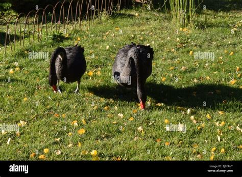 Couple Of Beautiful Black Swans Walking On The Green Grass Stock Photo