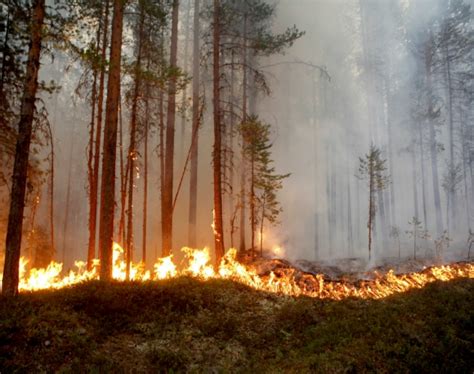 Incendios Arrasan En Suecia Más De 20000 Hectáreas 22072018 El