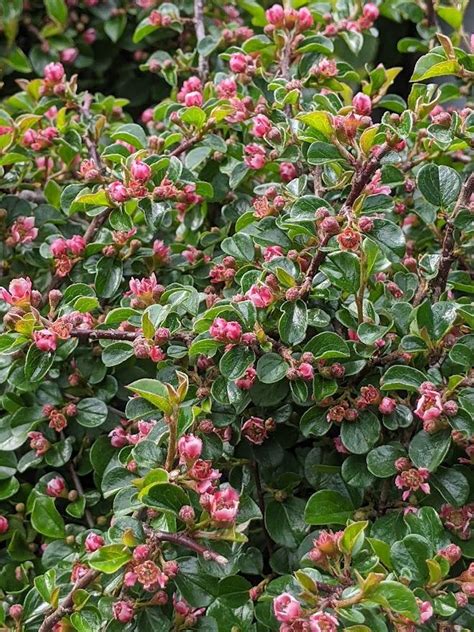 Photo Of The Entire Plant Of Cranberry Cotoneaster Cotoneaster