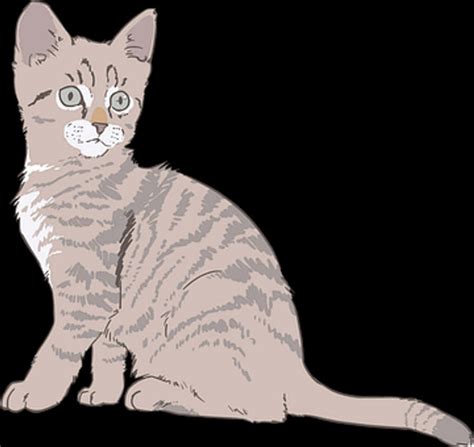 kitten png images wallpaperscom