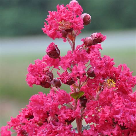 Lagerstroemia Indica Rouge Soutenu Selyemmirtusz