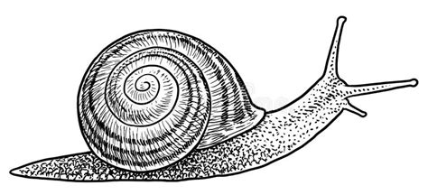 Ejemplo Del Caracol De Jardín Dibujo Grabado Tinta Línea Arte