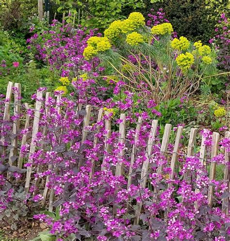 Judaspenning Chedglow Lunaria Annua Chedglow Hobbytuin Puurnatuur Zaden