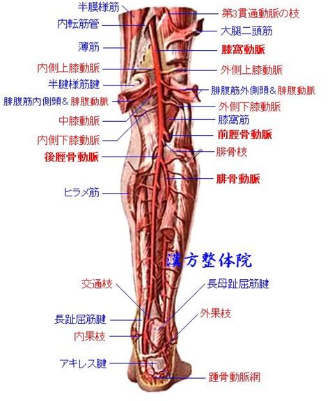 漢方医学の豆知識 膝関節周囲の動脈