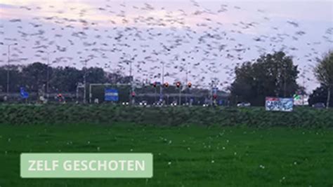 Enorme Zwerm Spreeuwen In Weiland Vroege Vogels Bnnvara