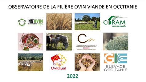 Observatoire Occitanie De La Fili Re Ovin Viande Inn Ovin