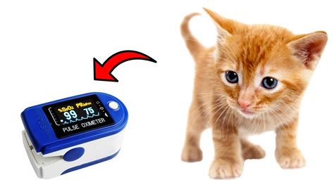 Can You Use A Human Pulse Oximeter On A Dog