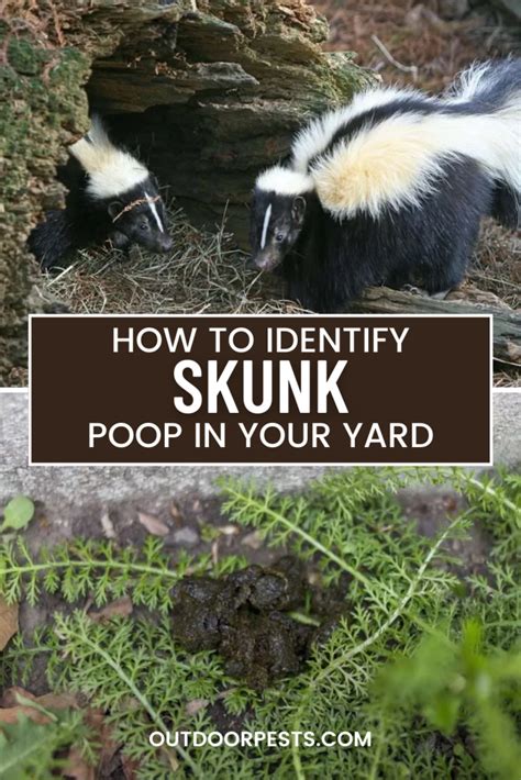 Skunk Poop Everything You Need To Know Outdoor Pests