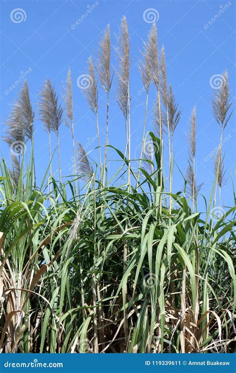 Sugarcane Flower In Plantations With Sunset Background Royalty Free