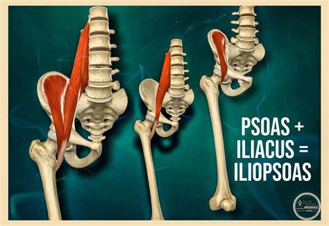 Iliopsoas Muscle Group