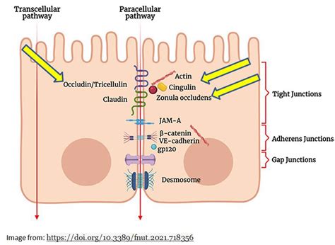 The Truth About Leaky Gut Testing Functional Medicine Shop