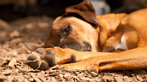 Zampette Felici Come Proteggere Le Zampe Del Tuo Cane YUUP