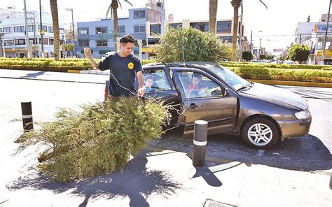 No Lo Tires Lleva Tu Arbolito De Navidad A Este Punto De Recolecci N