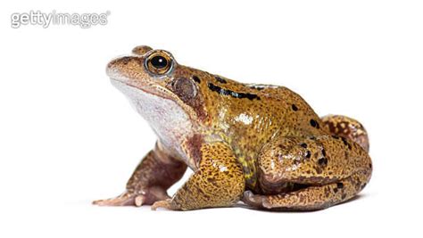 european common frog Rana temporaria Isolated on white 이미지