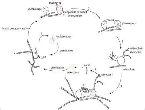 Life Cycle Of Ascomycota Vector Illustration Labeled Fungi Reproduction