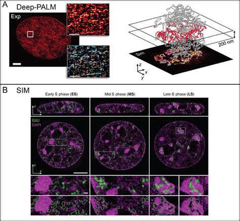 Tracing The Chromatin From C To Live Cell Imaging Chemical