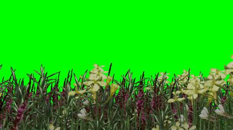 Grasses In The Wind Green Screen Effects Youtube