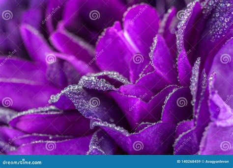 Purple Rose Petals Background Stock Image - Image of bush, closeup ...