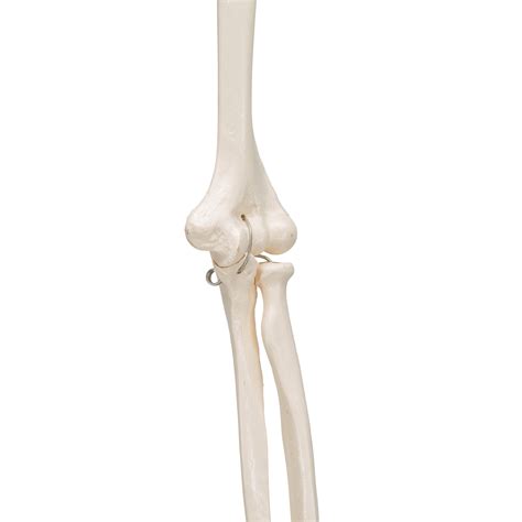 Esqueleto Del Brazo 3B Smart Anatomy 1019371 A45 Modelos De