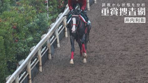 【新潟2歳s 2024】最終追い切りを動画で解説井内利彰 競馬動画 Netkeiba