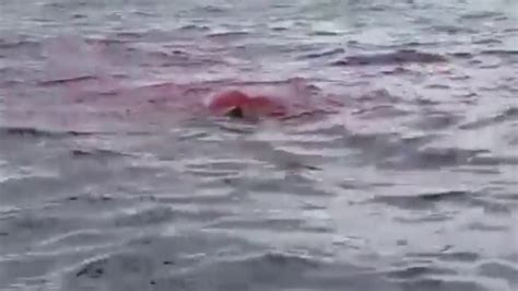 Shark attacks a seal on the Columbia River (GRAPHIC LAN... | Doovi