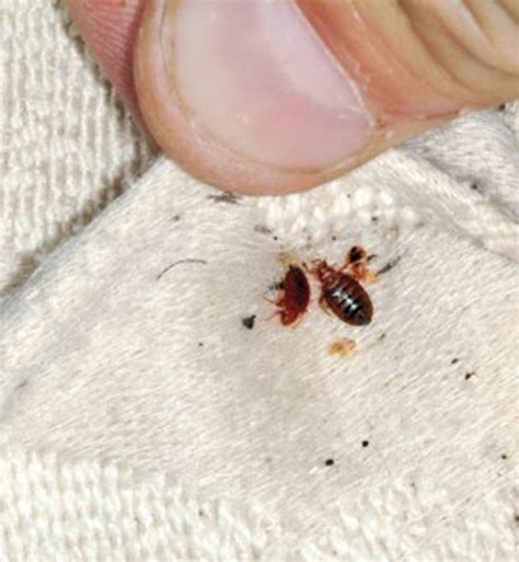 How To Get Rid Of Bed Bugs Step By Step Plan From Entomologists